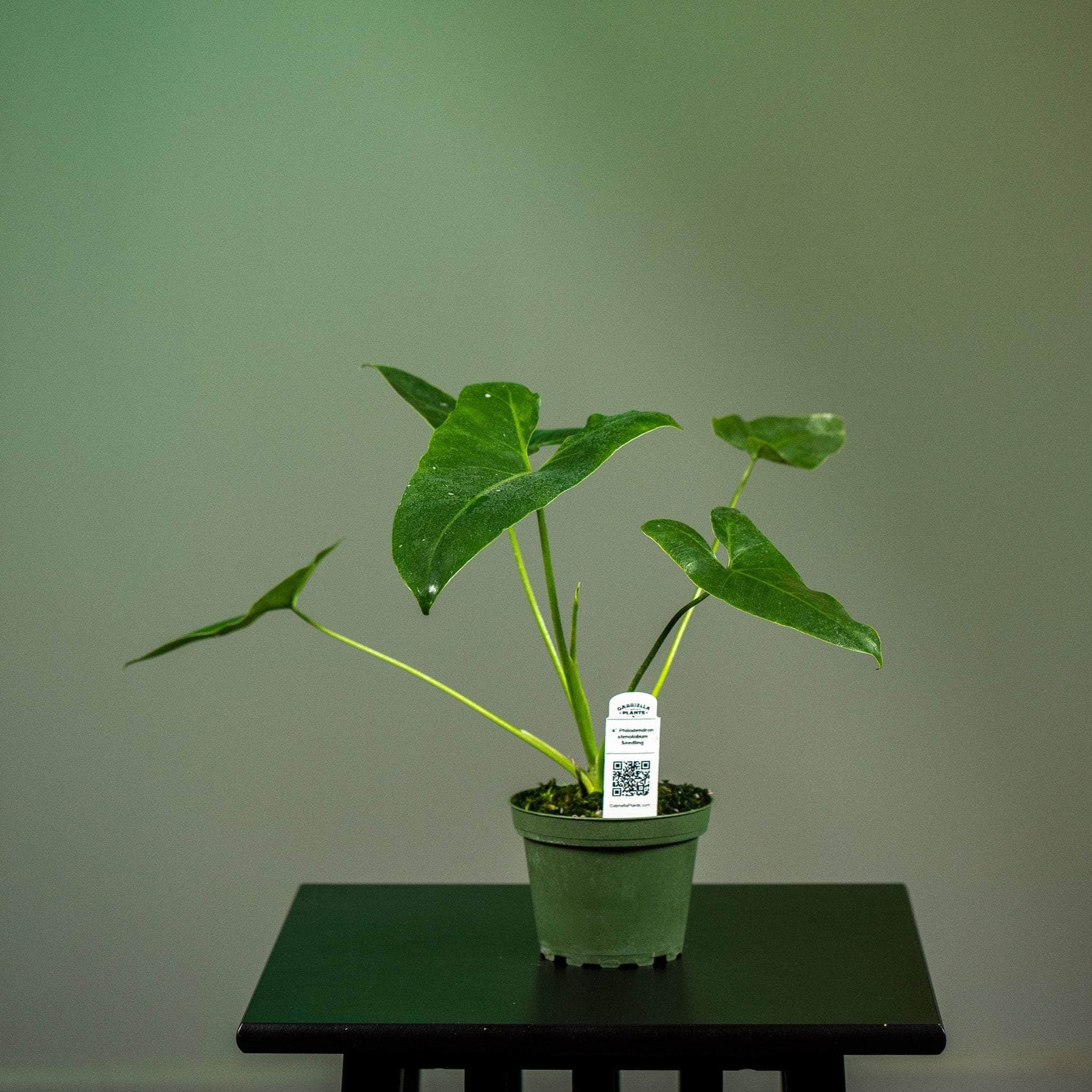 philodendron stenolobum narrow Philodendron stenolobum Seedling