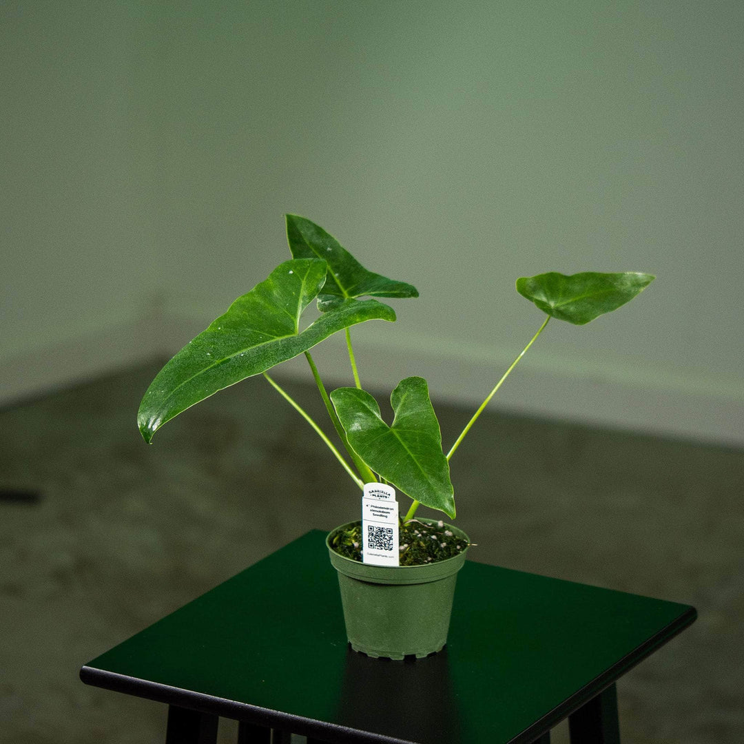 philodendron stenolobum for sale Philodendron stenolobum Seedling