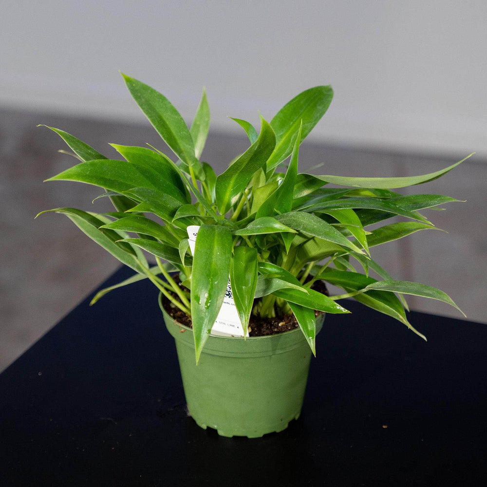 Gabriella Plants Philodendron 4" Philodendron 'Wend-imbe'