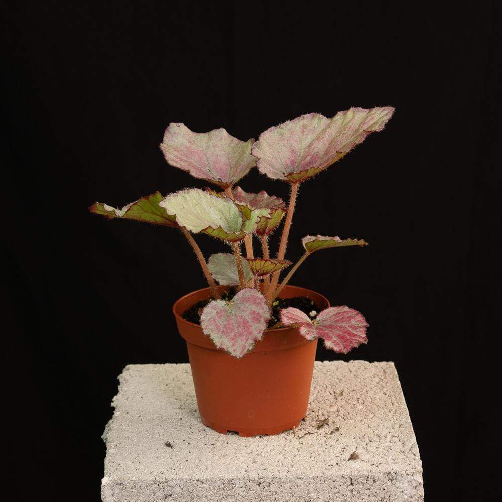 Gabriella Plants Begonia 4" Rex Begonia Growers Choice