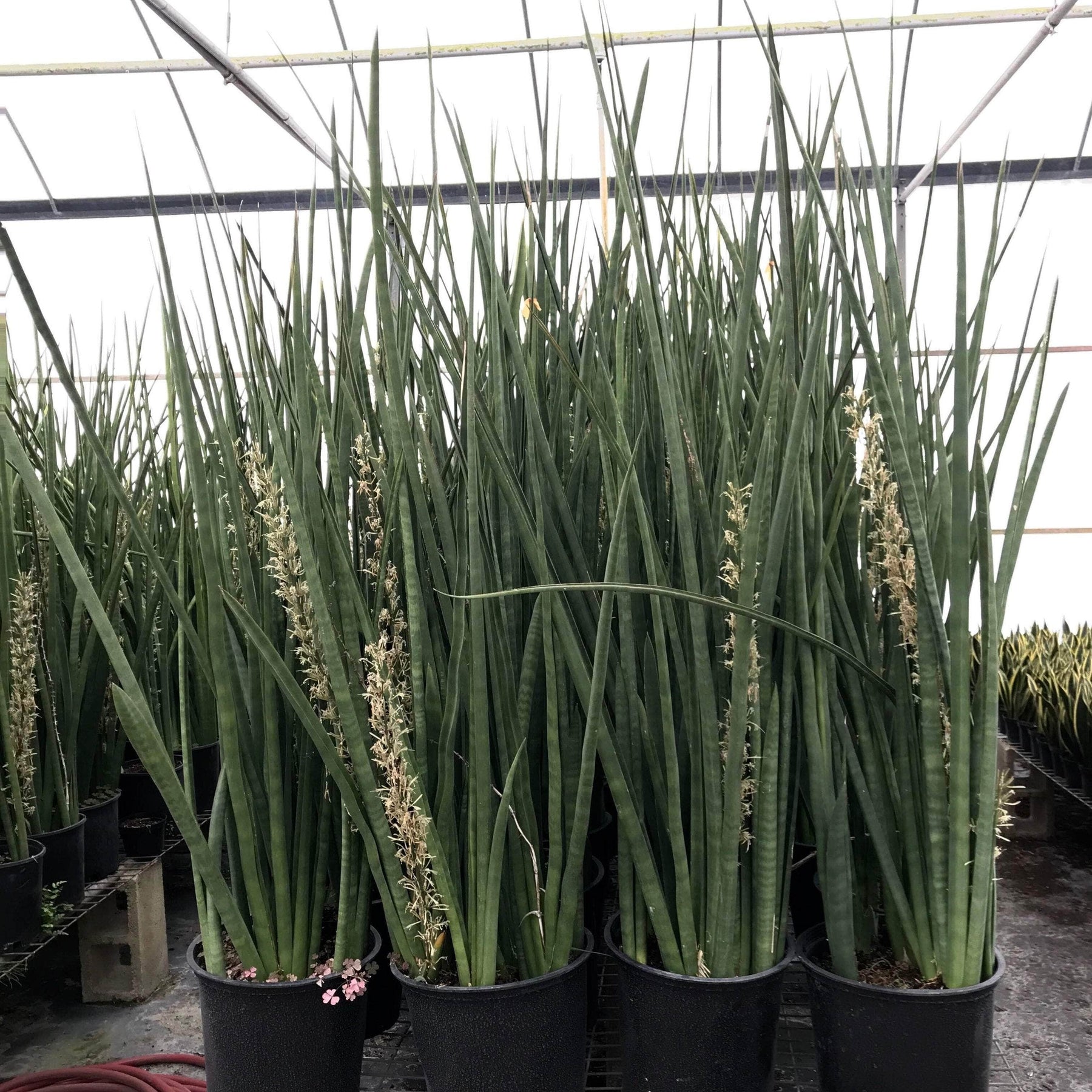 house plant with spear shaped leaves Sansevieria 'African Spears'