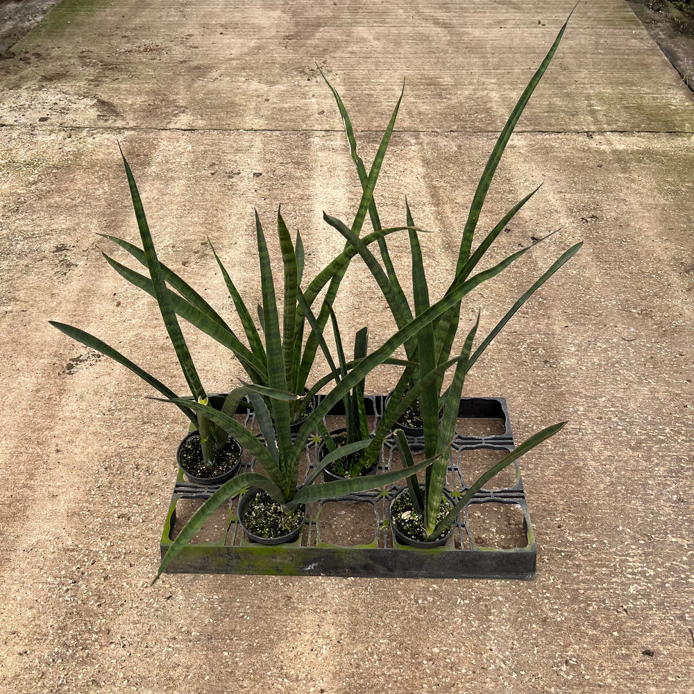 sansevieria zulu Sansevieria 'African Spears'