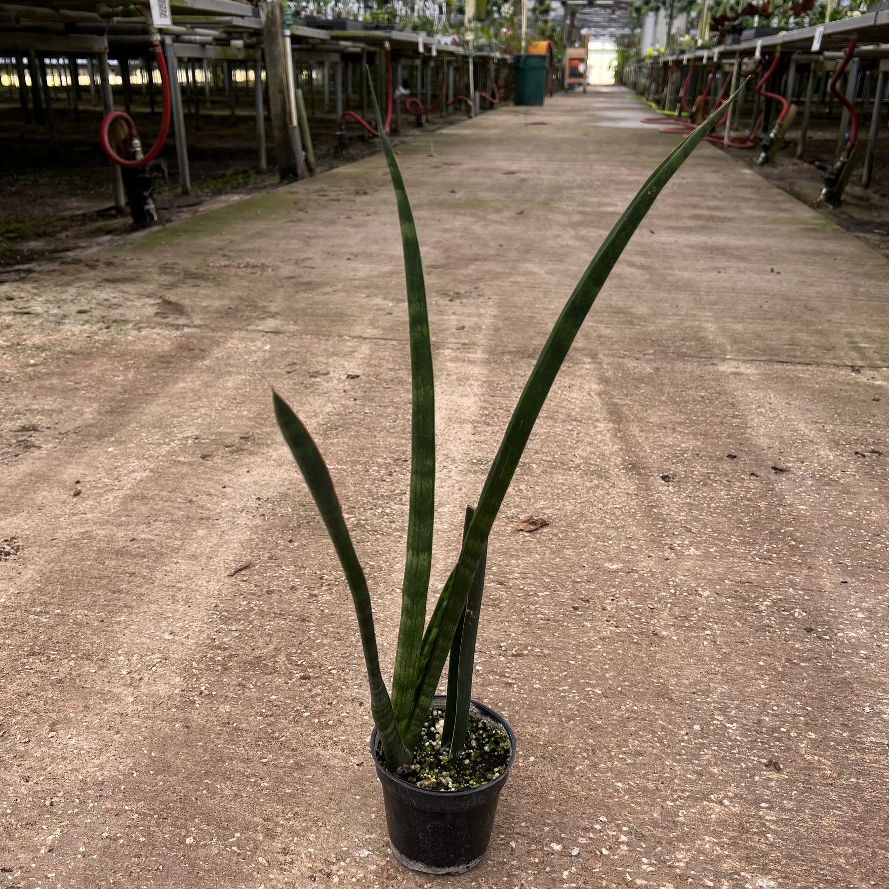 skyline spear sansevieria Sansevieria 'African Spears'