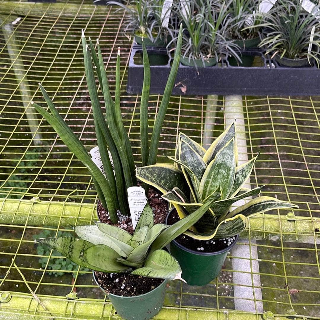 sansevieria assorted Sansevieria Assortment 3-pack