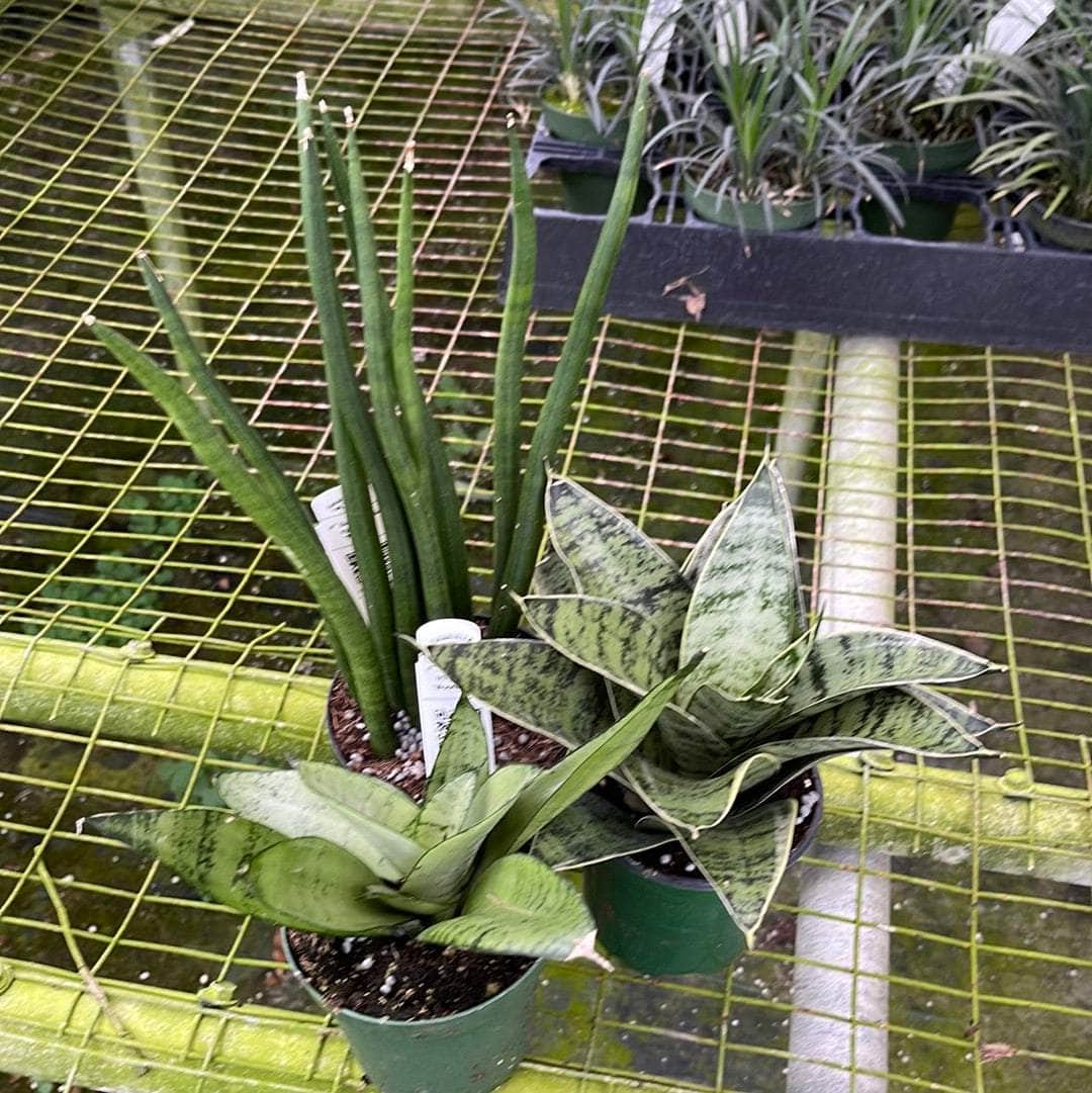 sansevieria for sale Sansevieria Assortment 3-pack
