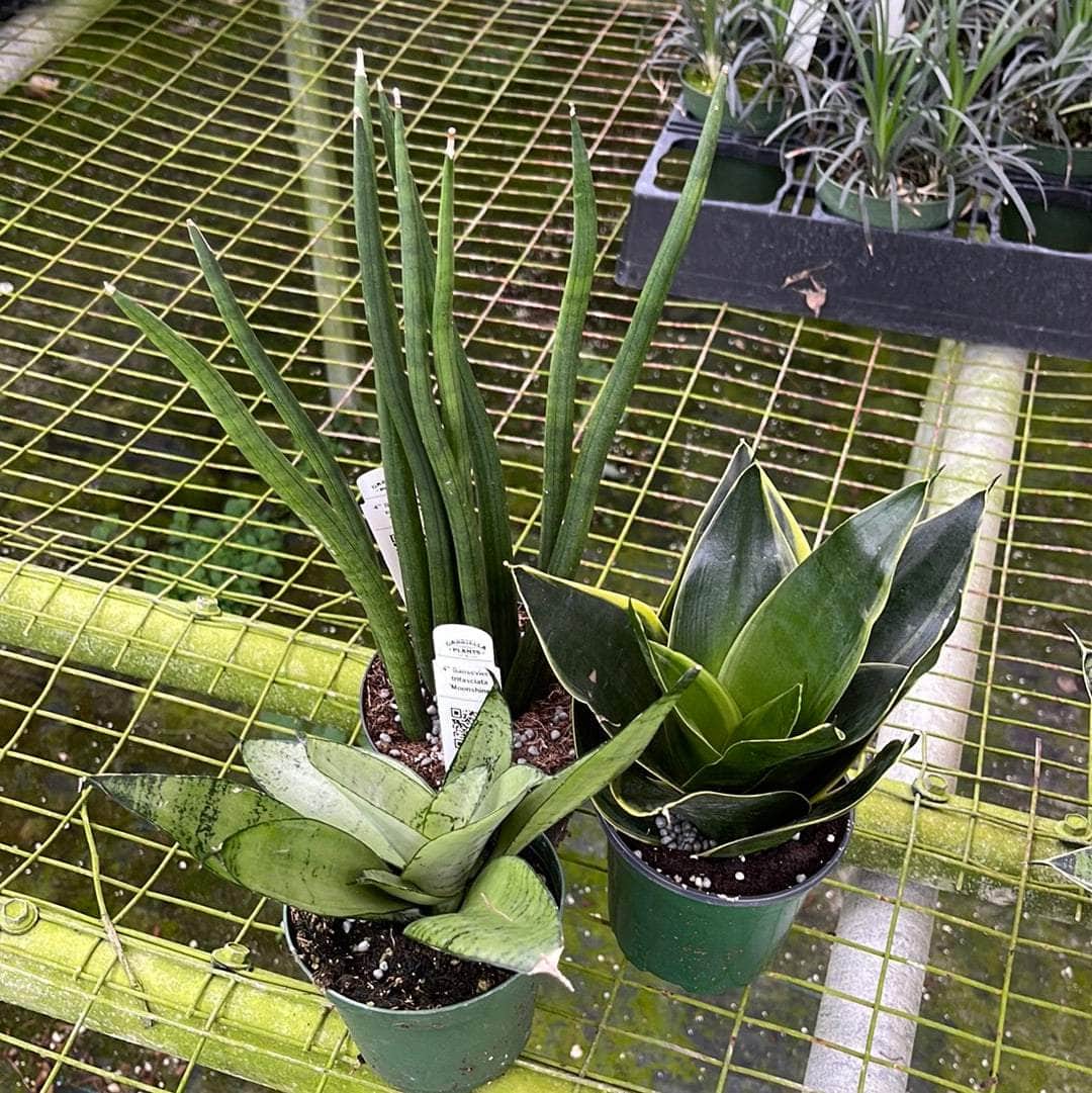 sansevieria trifasciata 'cylindrica' Sansevieria Assortment 3-pack
