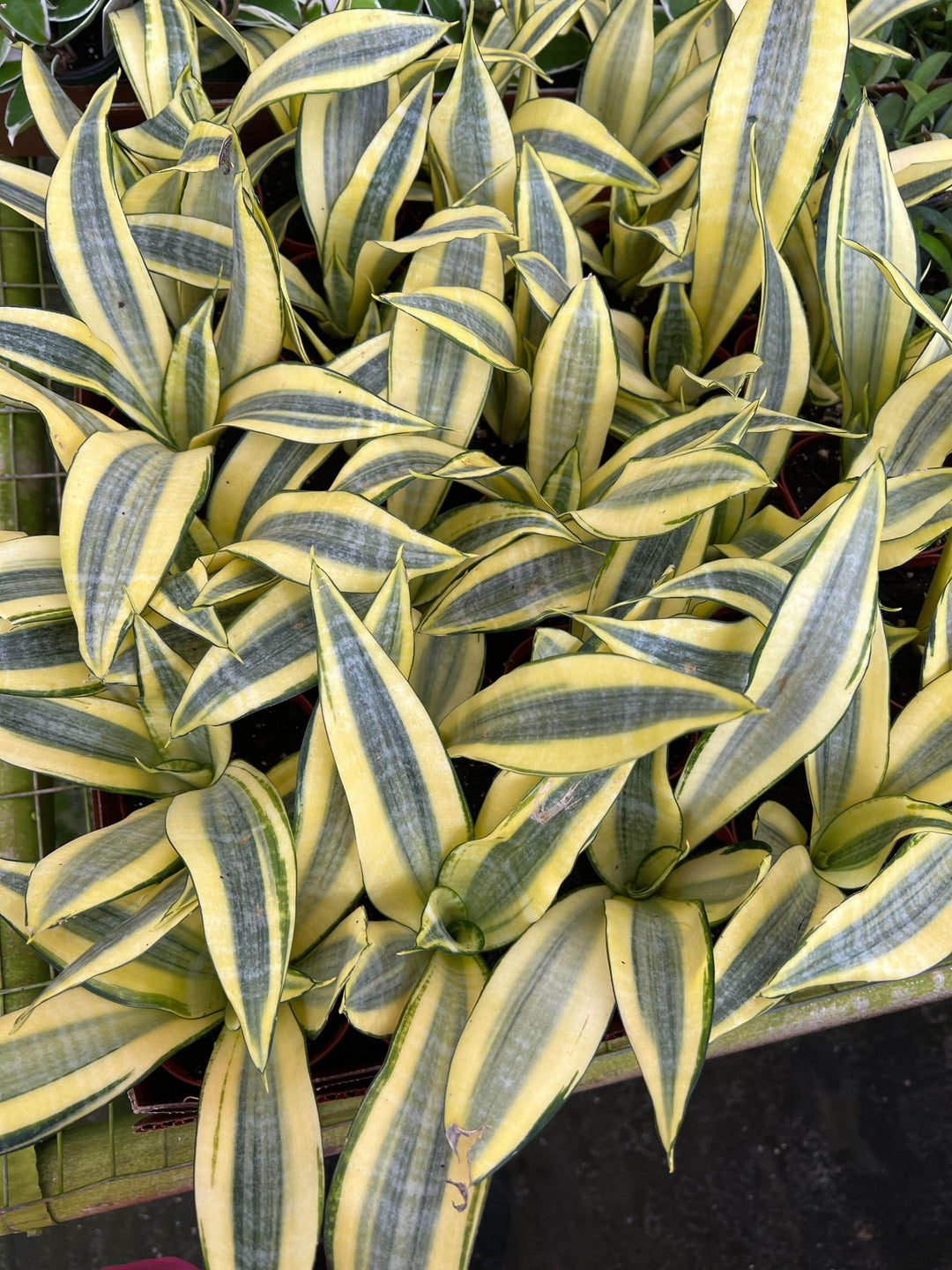 gold dust snake plant Sansevieria 'Gold Dust'