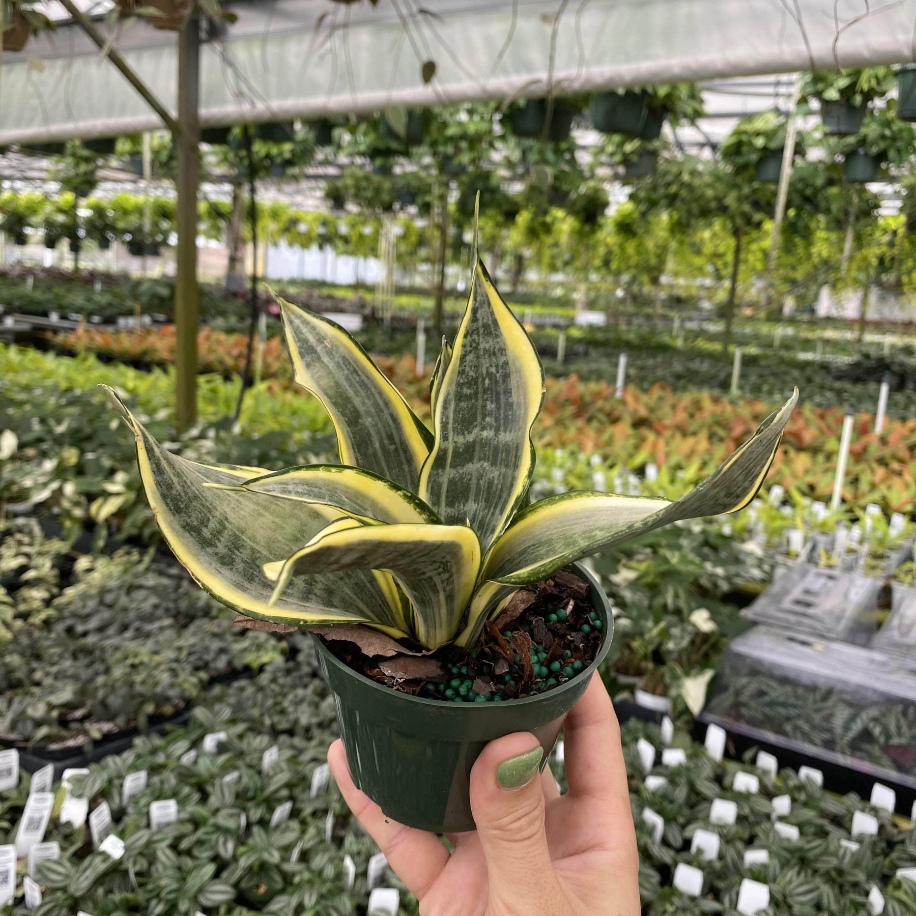 snake plant cost in india Sansevieria "India Hybrid #1"