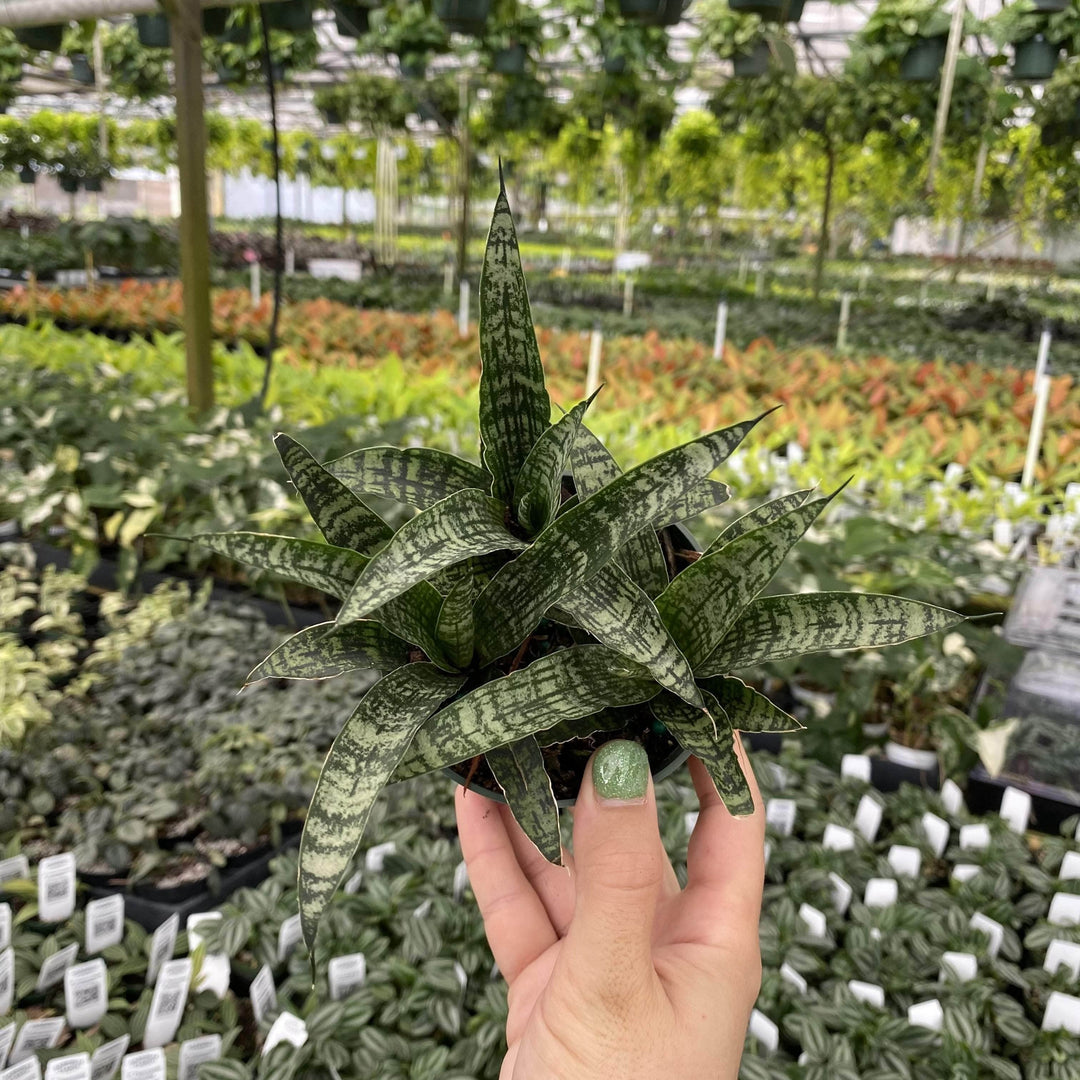 snake plant in india Sansevieria "India Hybrid #2"