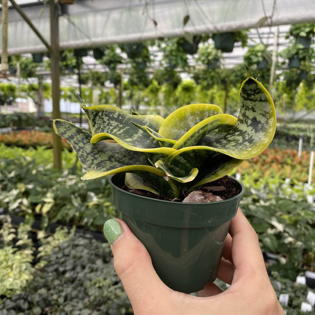 twisted sister snake plant for sale Sansevieria "India Hybrid #3"