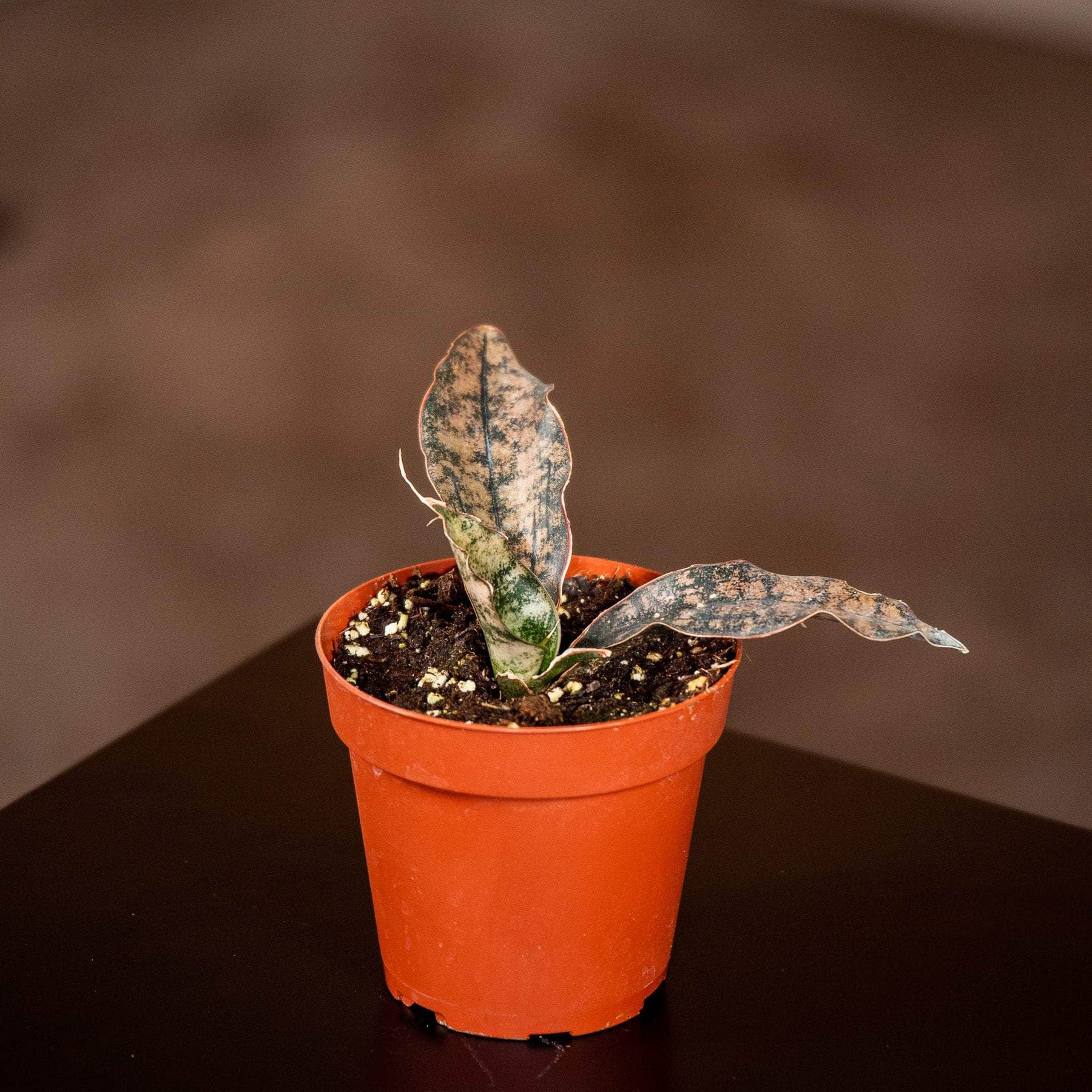 sansevieria kirkii coppertone Sansevieria kirkii 'Coppertone'