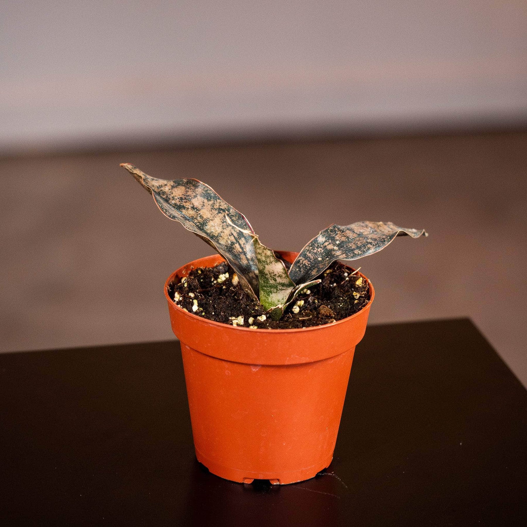 sansevieria kirkii pulchra coppertone Sansevieria kirkii ‘Coppertone’
