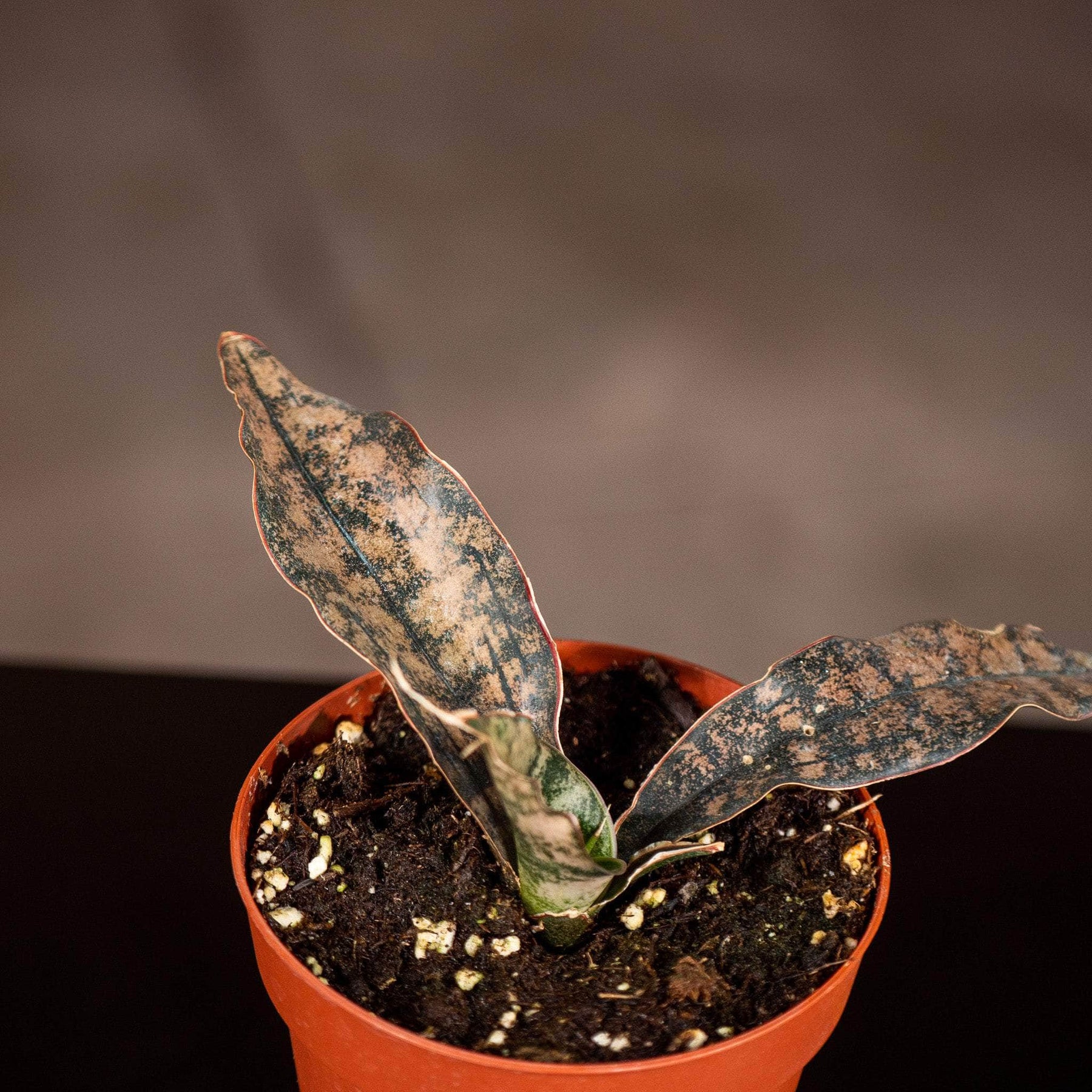 sansevieria kirkii varieties Sansevieria kirkii 'Coppertone'