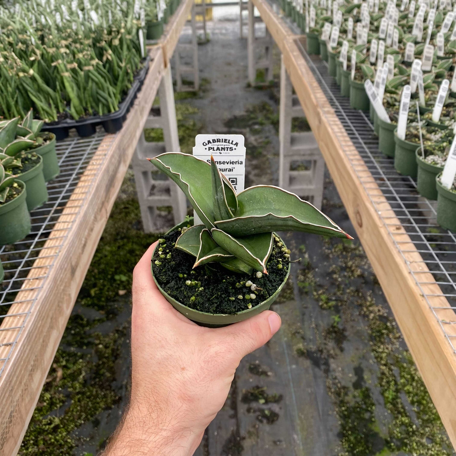 sansevieria ehrenbergii varieties Sansevieria ehrenbergii 'Samurai'