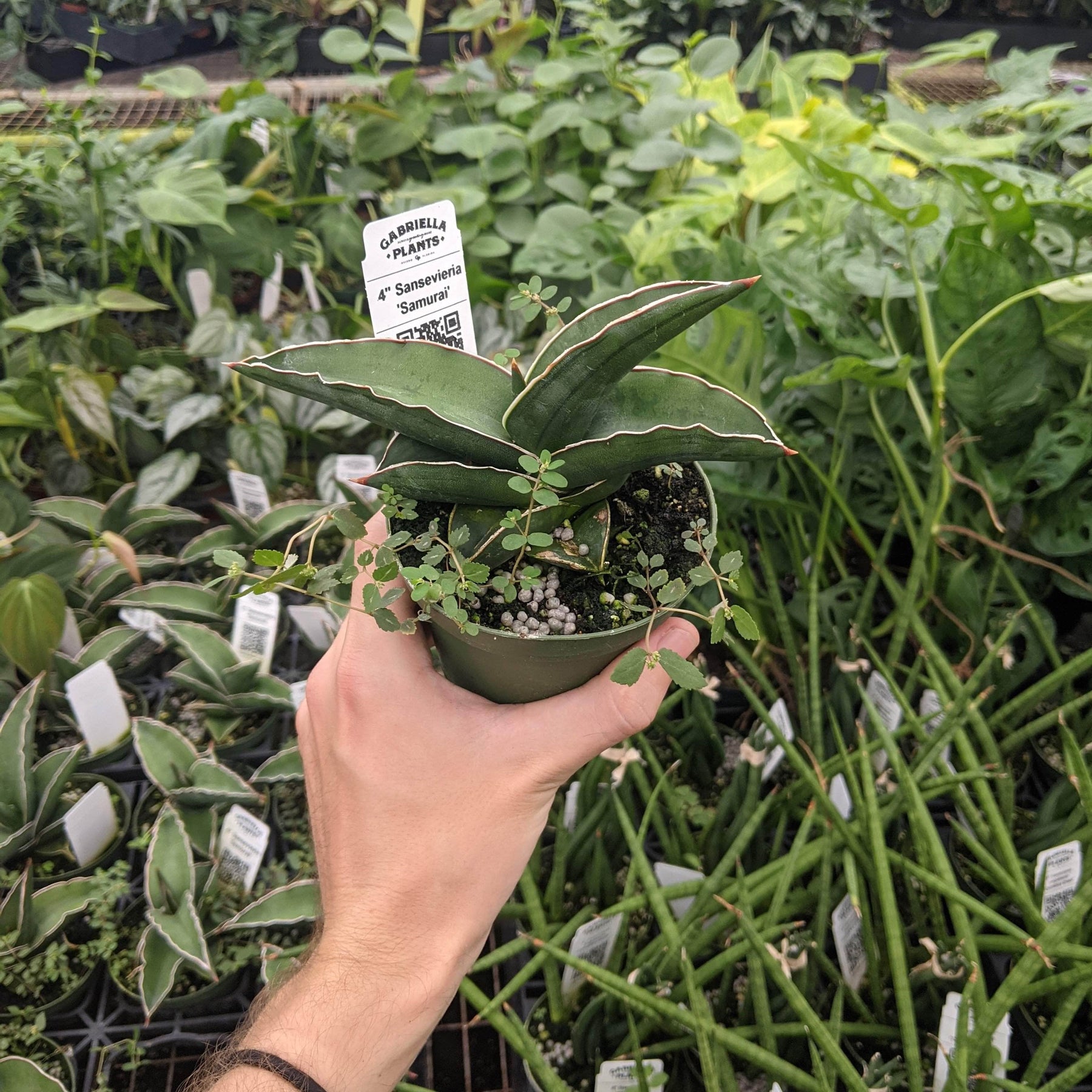 sansevieria ehrenbergii Sansevieria ehrenbergii 'Samurai'