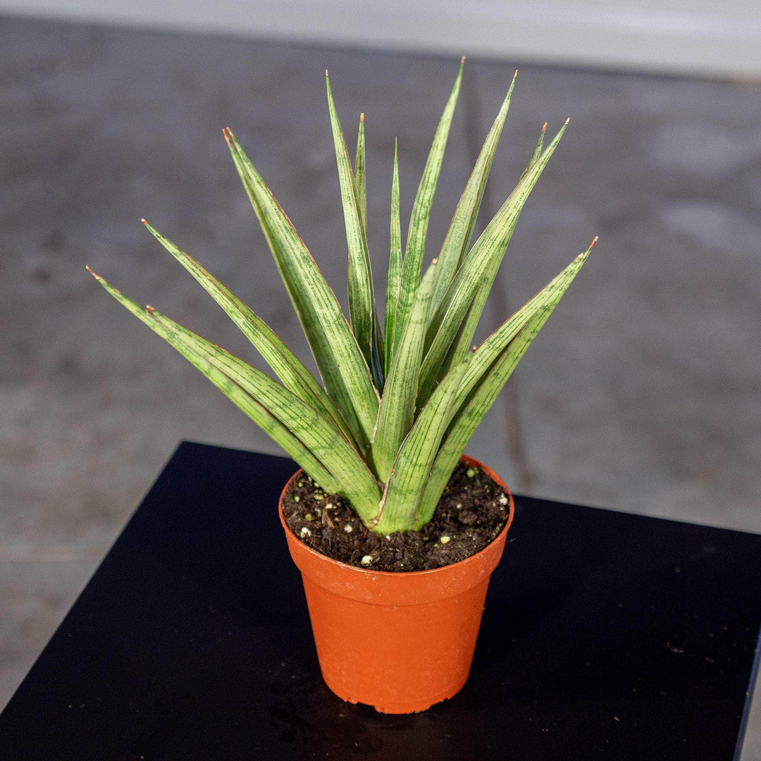sansevieria silbersee Sansevieria 'Silver Nymph'