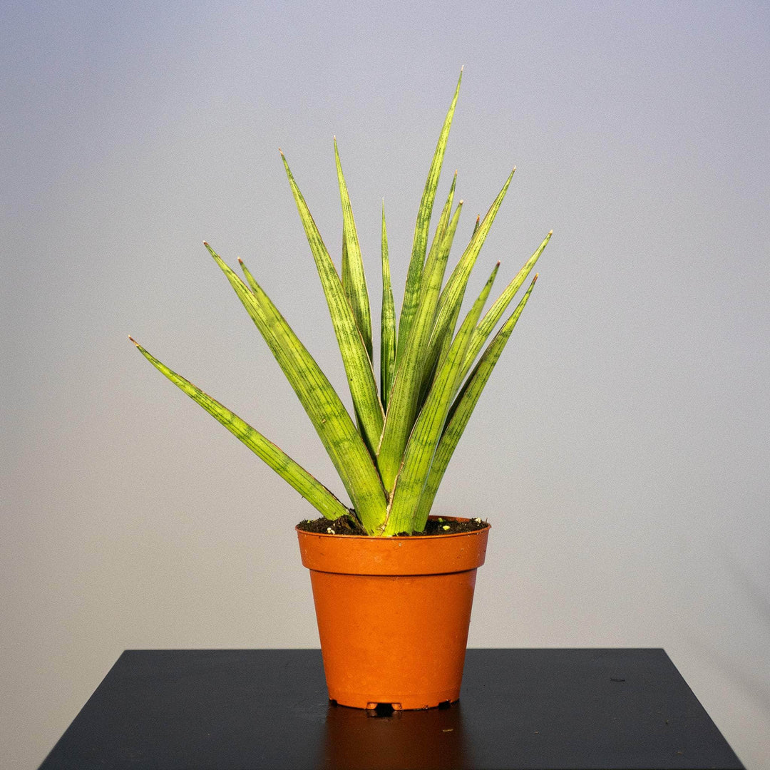sansevieria silbersee Sansevieria 'Silver Nymph'