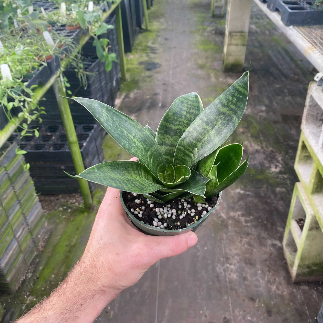 hanii snake plant Sansevieria trifasciata 'Hahnii'