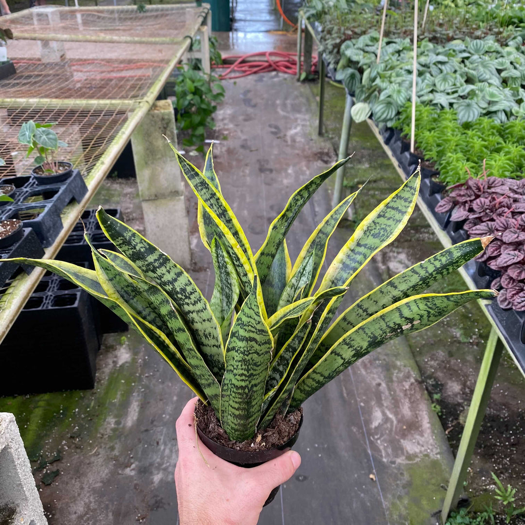 sansevieria humbertiana Sansevieria trifasciata 'Laurentii'