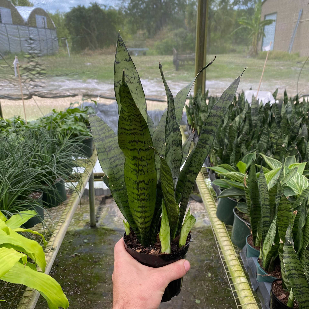 sansevieria trifasciata images Sansevieria trifasciata 'Zeylanica'