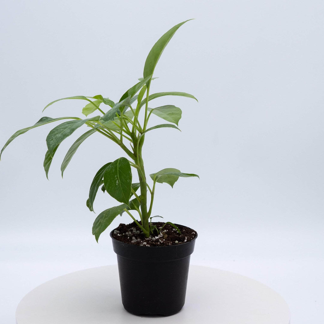 alpine plants indoors Schefflera actinophylla 'Alpine Junior'
