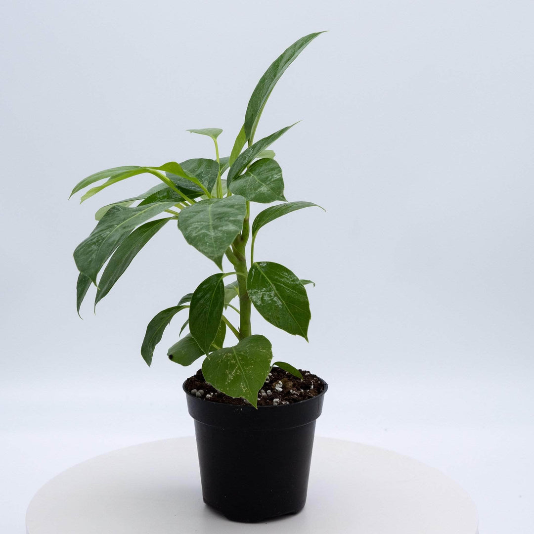 indoor alpine plants Schefflera actinophylla 'Alpine Junior'