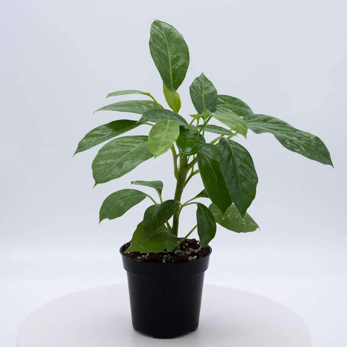 Schefflera actinophylla 'Alpine Junior' - Gabriella Plants