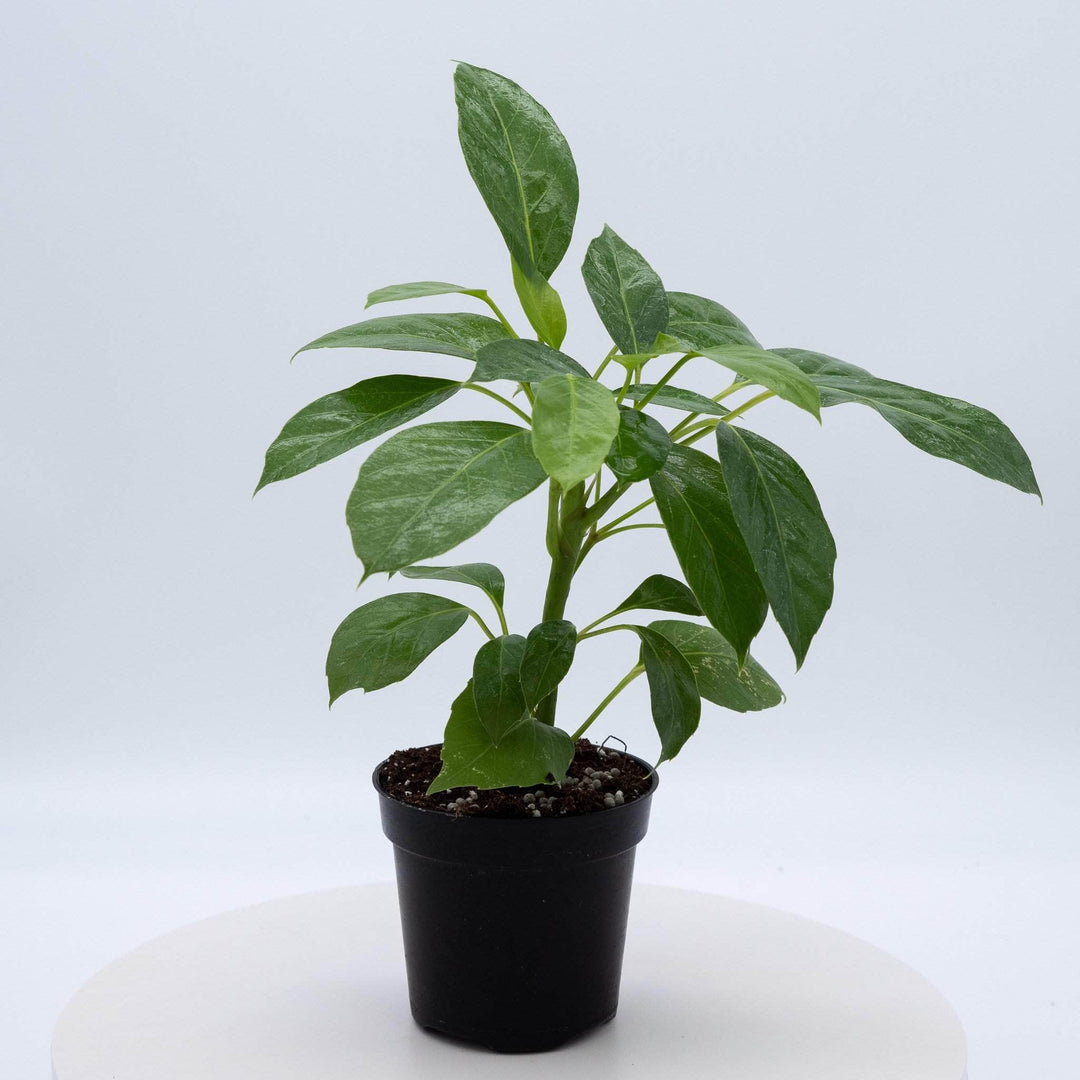 alpine indoor plant Schefflera actinophylla 'Alpine Junior'