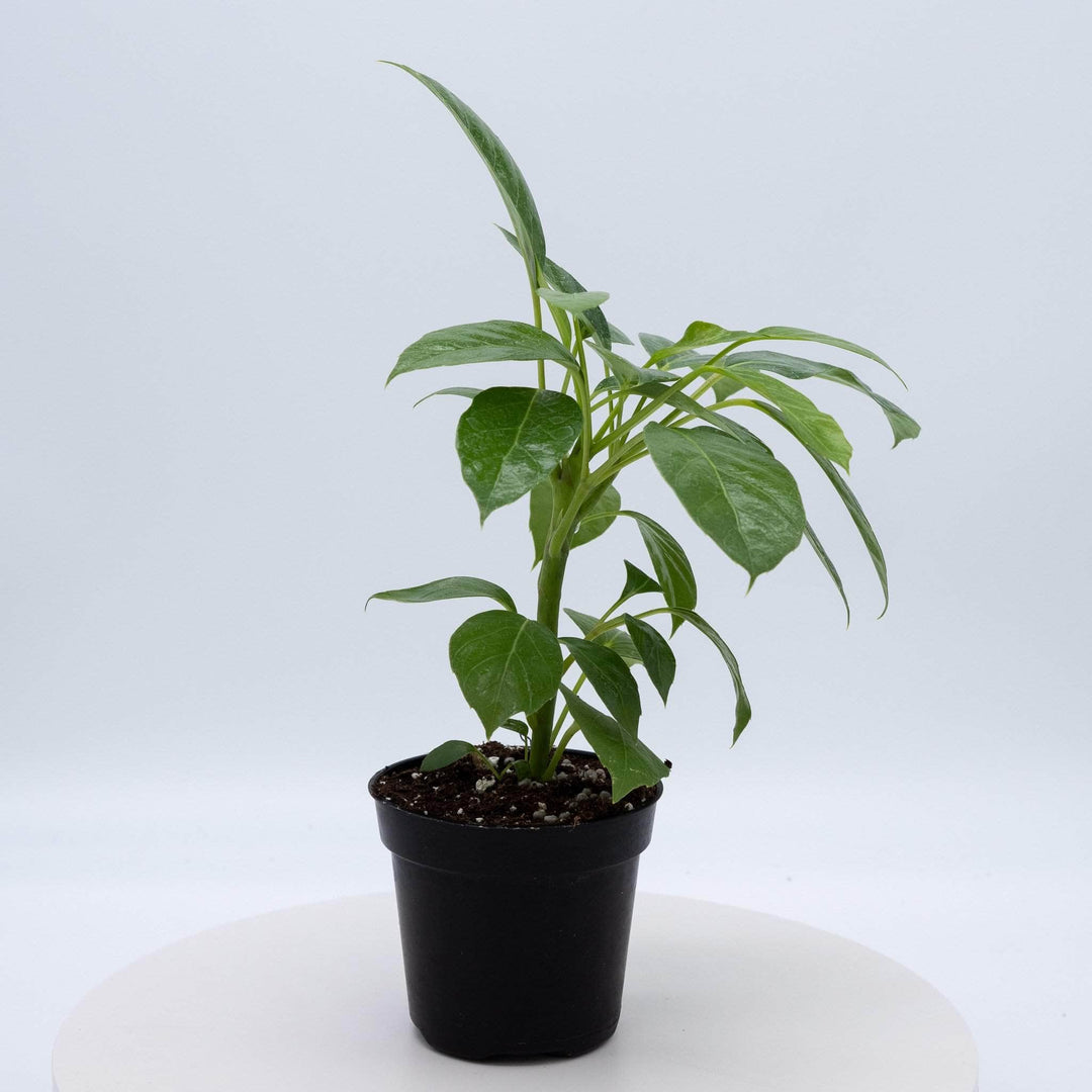 alpine indoor plant Schefflera actinophylla 'Alpine Junior'