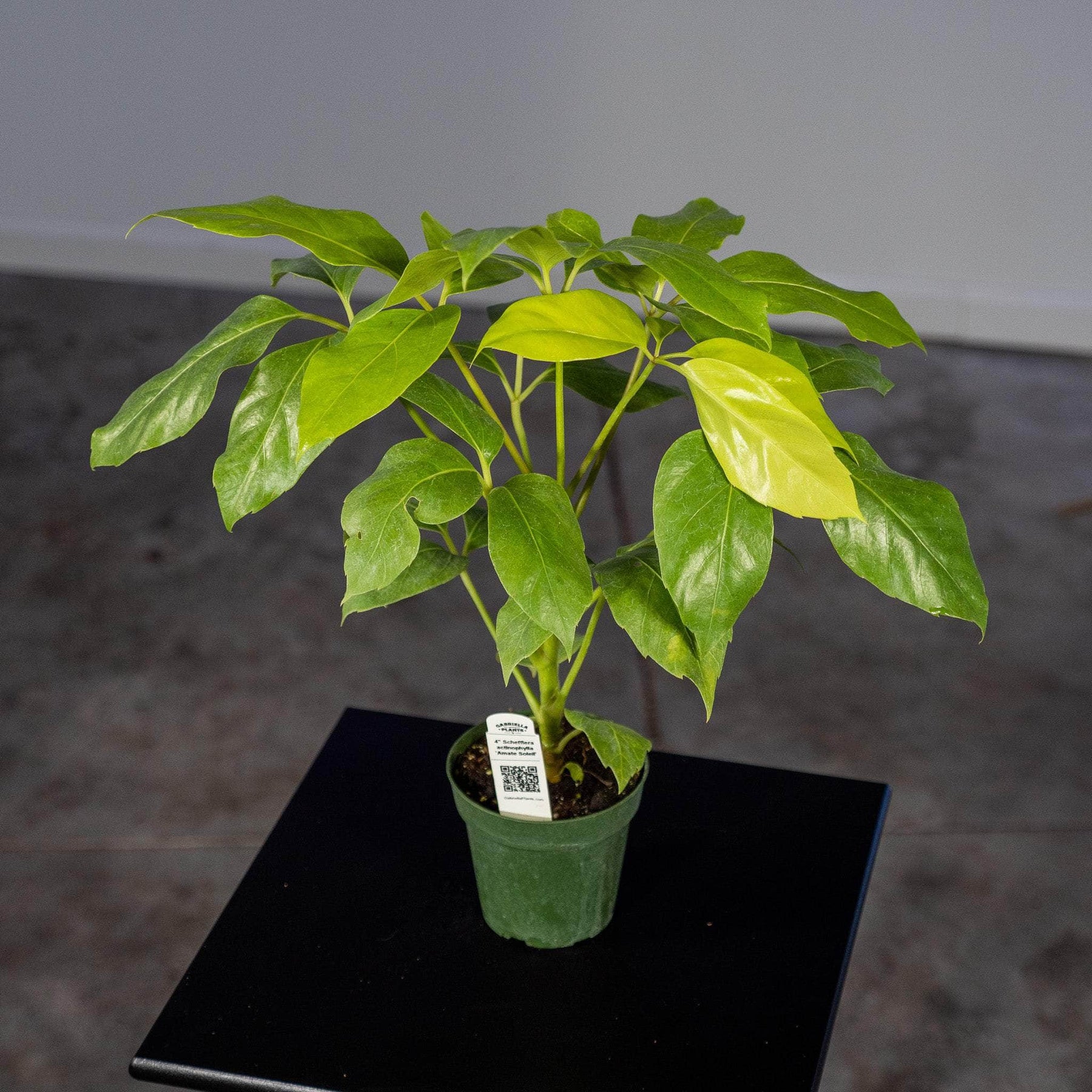 schefflera amate house plant Schefflera actinophylla 'Amate Soleil'