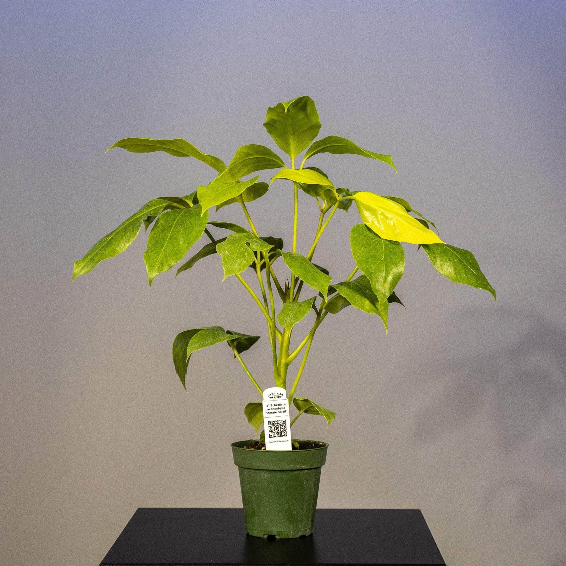 schefflera amate house plant Schefflera actinophylla 'Amate Soleil'