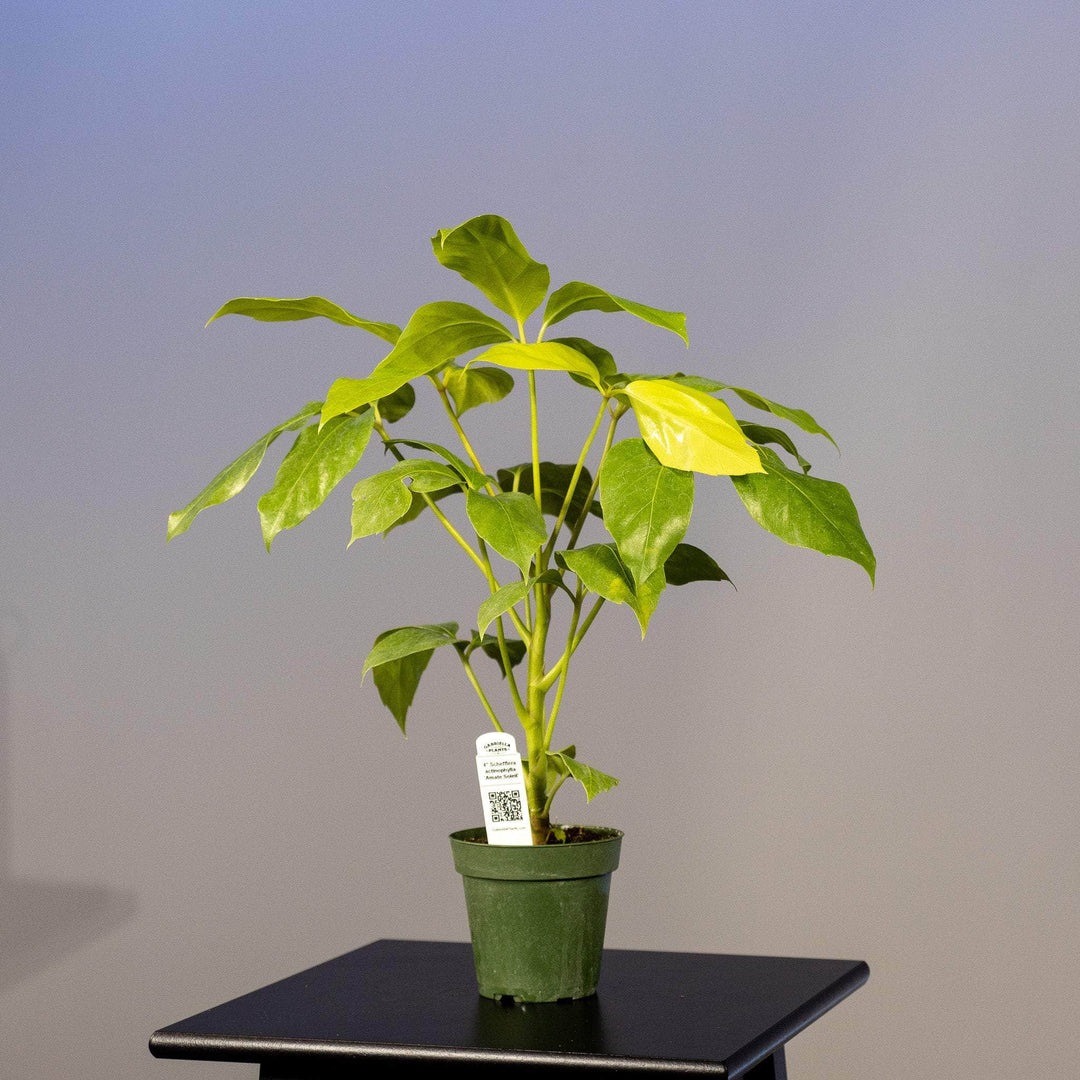 amate schefflera arboricola Schefflera actinophylla 'Amate Soleil'