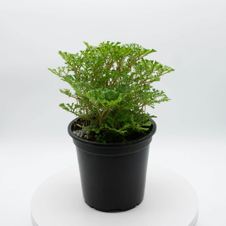 Gabriella Plants Other 4" Selaginella 'Avatar'
