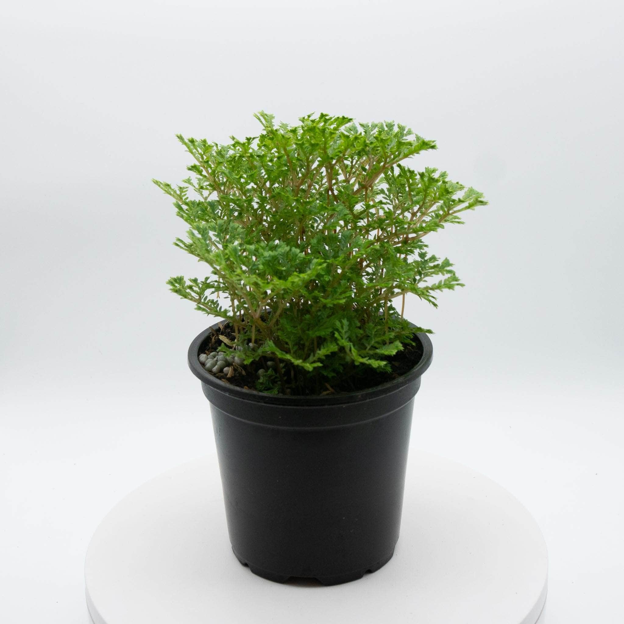 Gabriella Plants Other 4" Selaginella 'Avatar'