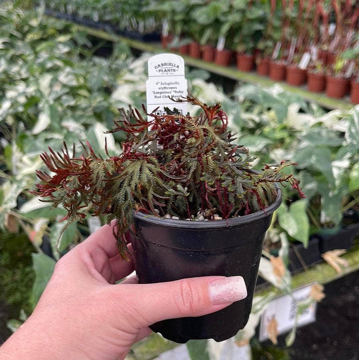 Gabriella Plants Other 4" Selaginella erythropus 'Sanguinea' "Ruby Red Club Moss"