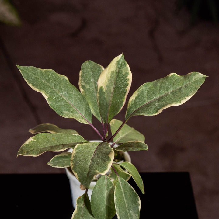 Gabriella Plants Other 4” Solandra maxima 'Variegata'