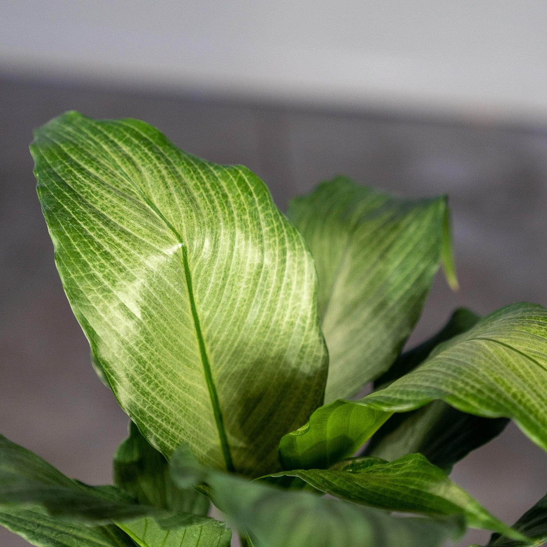 silver mist peace lily Spathiphyllum 'Platinum Mist'