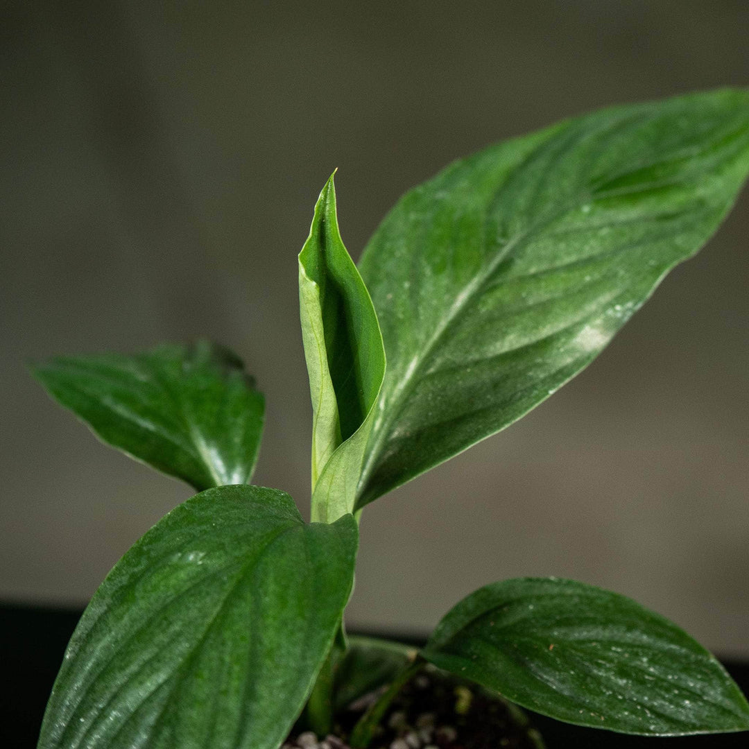Gabriella Plants Spathiphyllum 4" Spathiphyllum ‘Sensation’