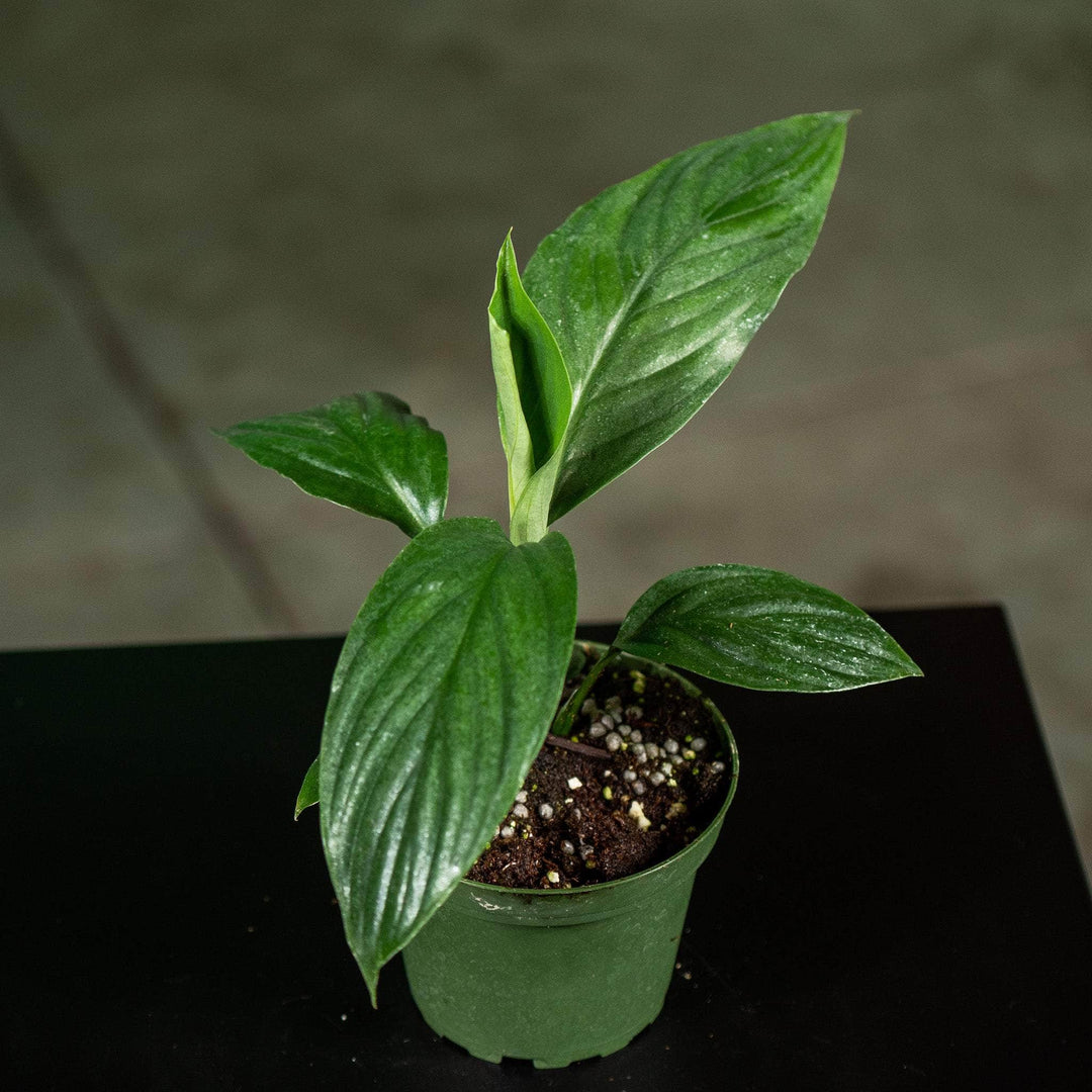 Gabriella Plants Spathiphyllum 4" Spathiphyllum ‘Sensation’