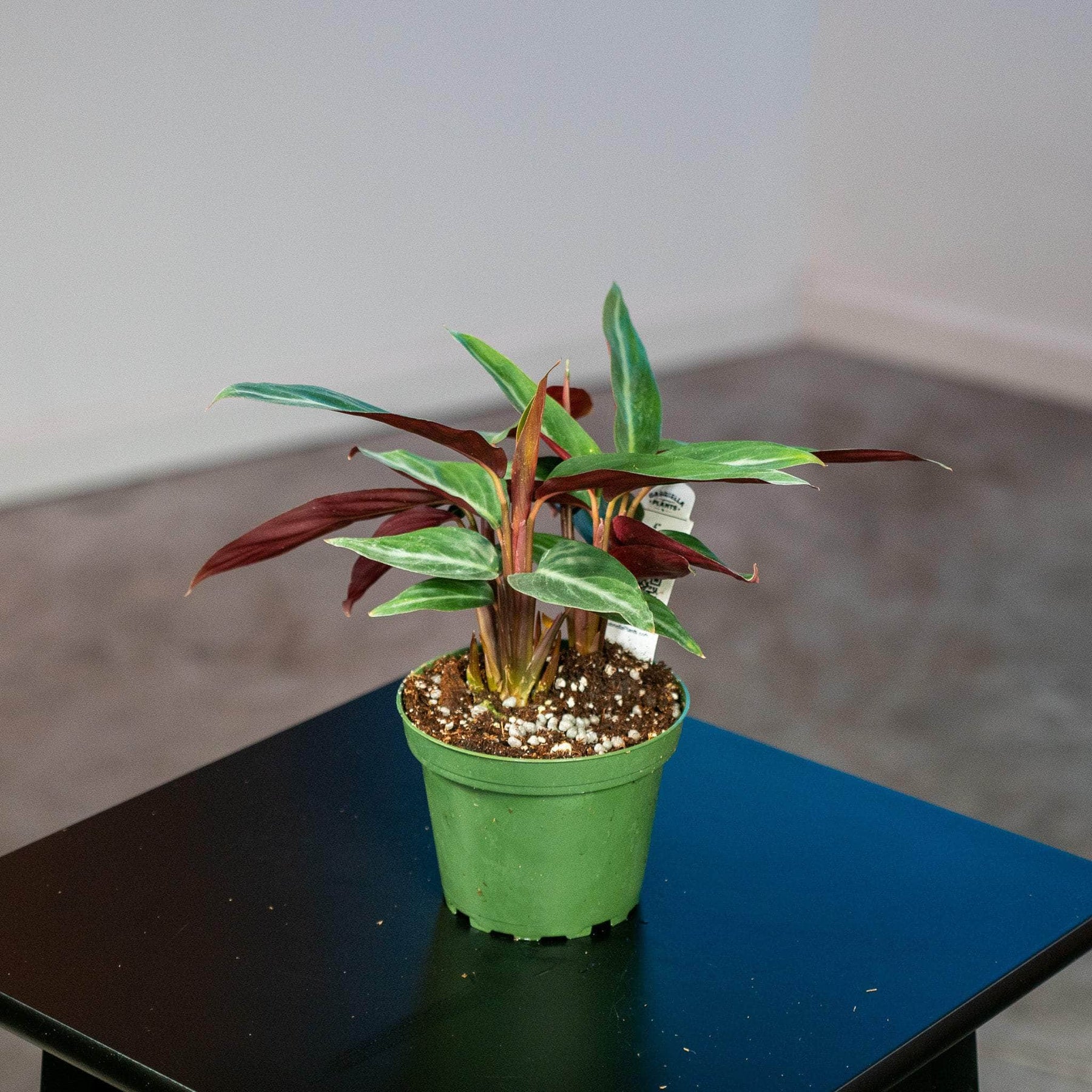 house plant stromata sanguina Stromanthe sanguinea