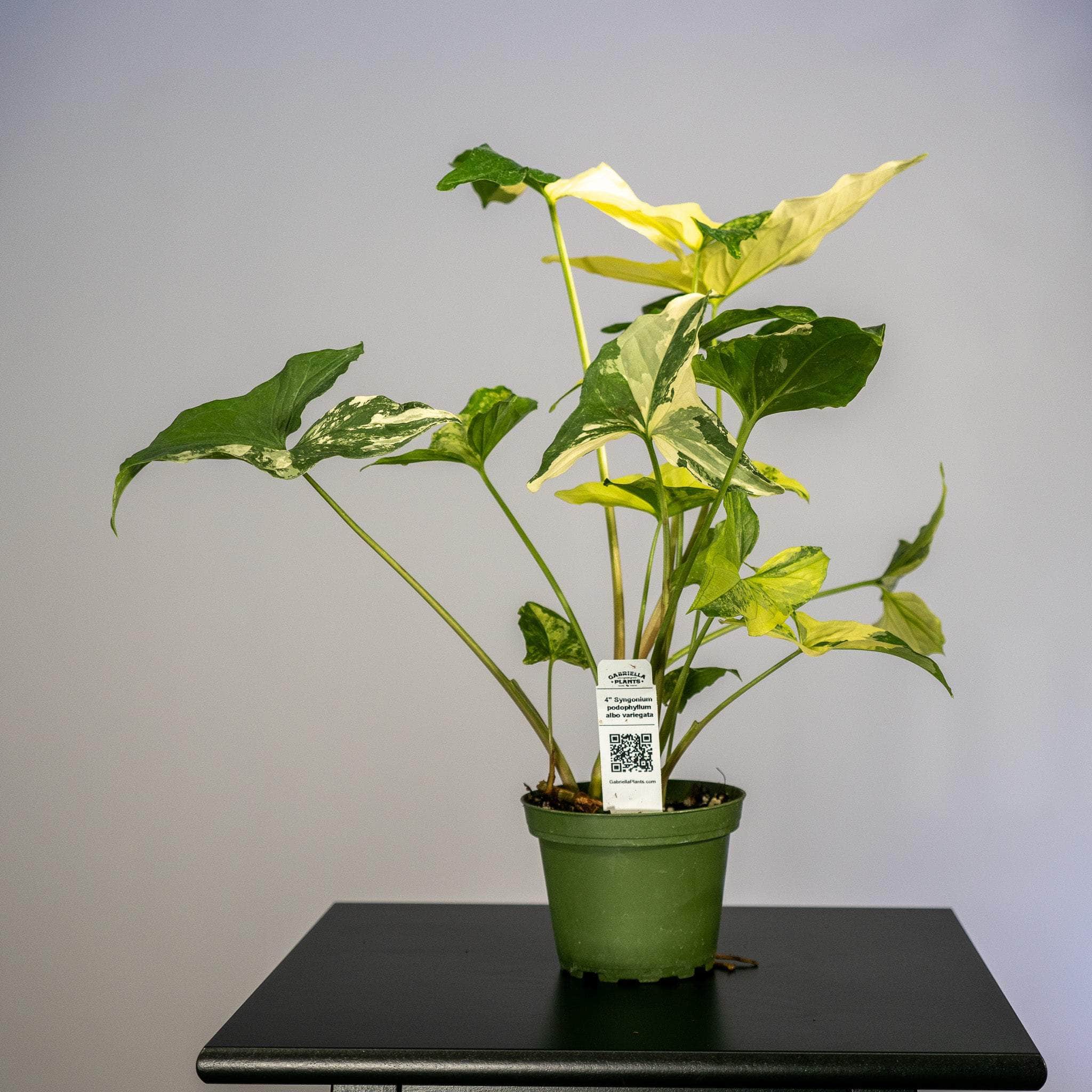 Gabriella Plants Syngonium 4" Syngonium podophyllum albo variegata