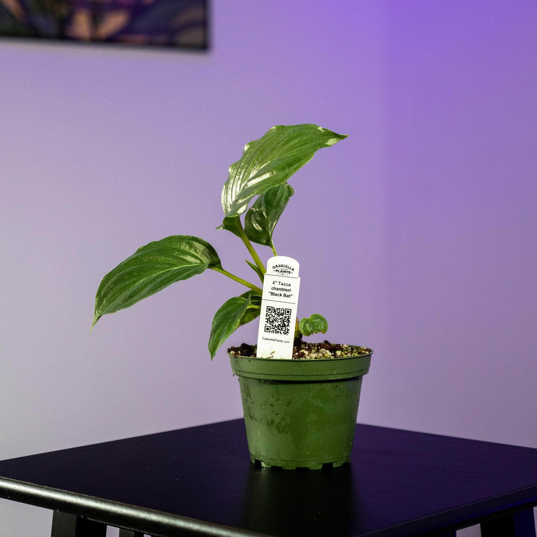 bat plant indoors Tacca chantrieri "Black Bat"