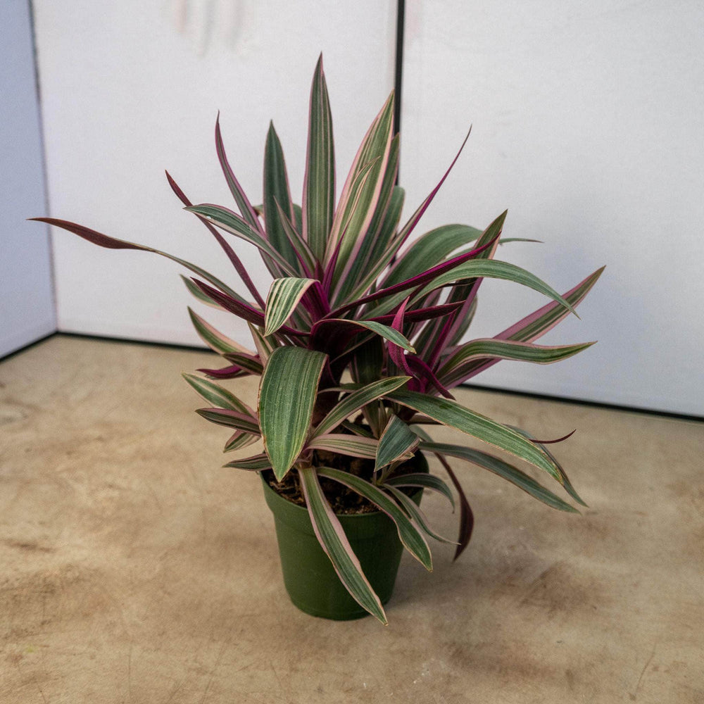 Gabriella Plants Other 4" Tradescantia spathacea 'Tricolor'