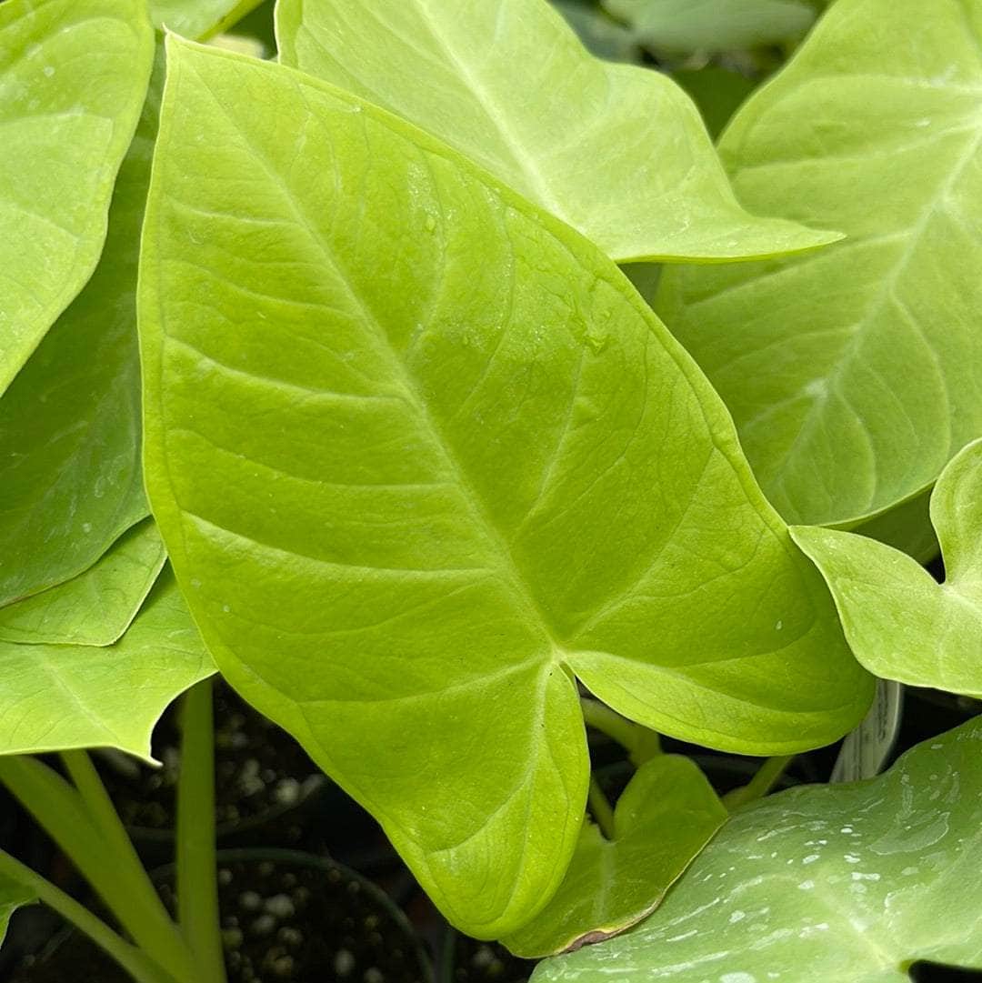 lime zinger elephant ear plant Xanthosoma ‘Lime Zinger’