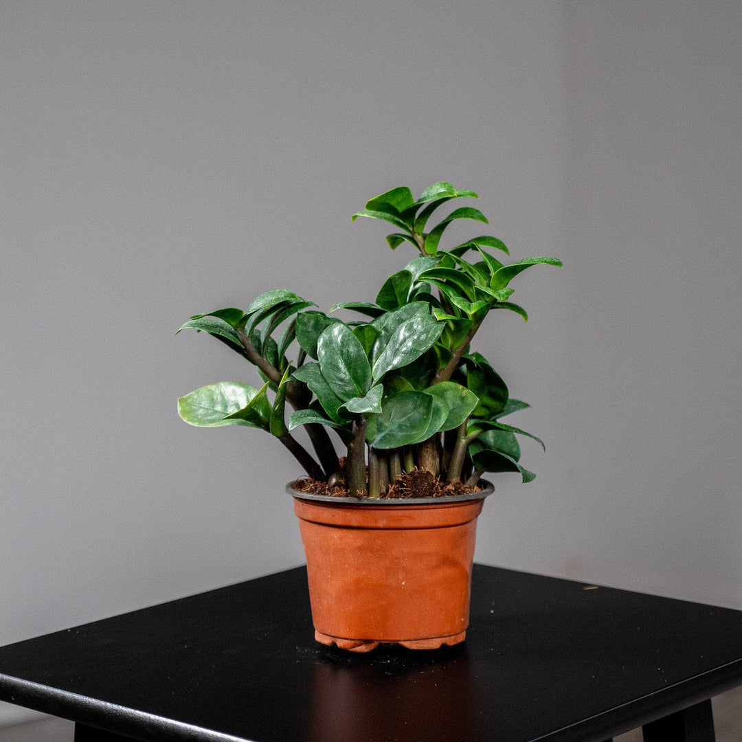dwarf zenzi zz plant Zamioculcas zamiifolia 'Zenzi'
