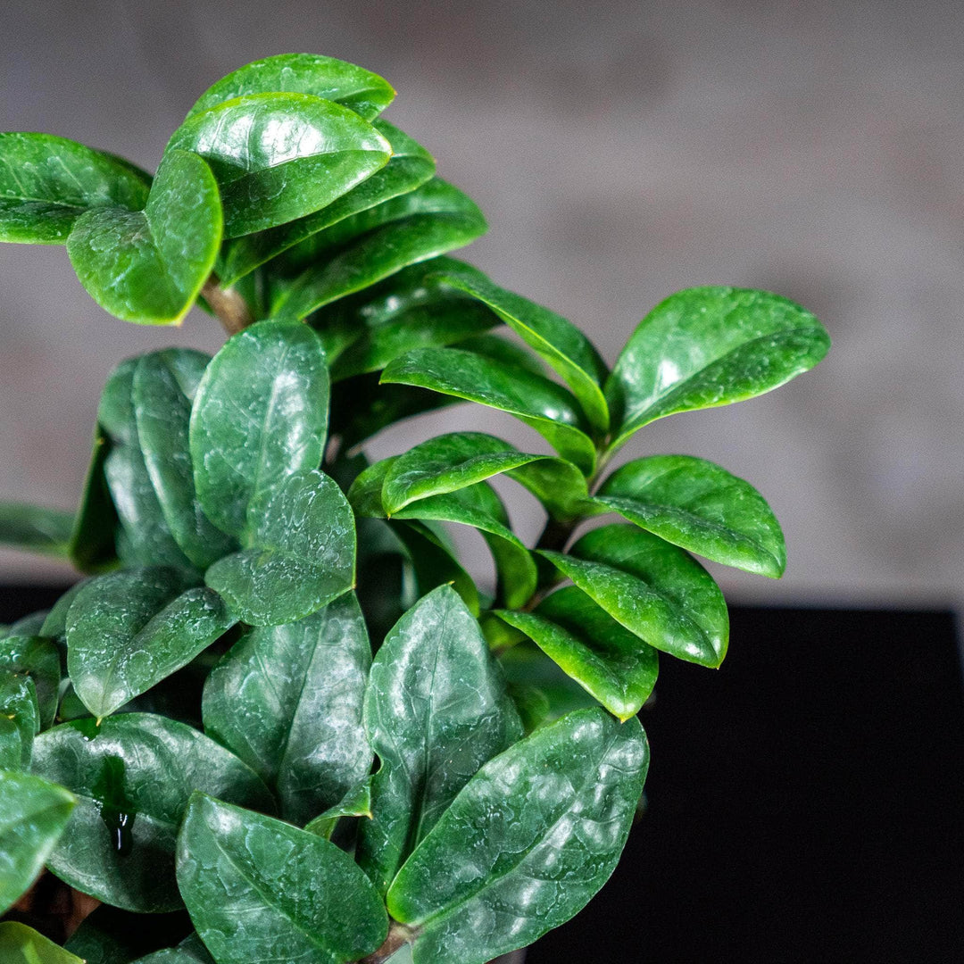zz plant white spots Zamioculcas zamiifolia 'Zenzi'