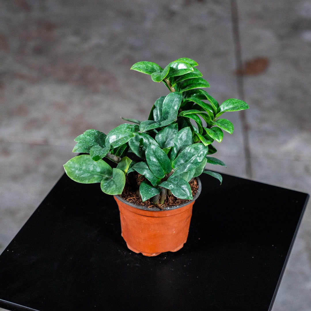 zz plant seed Zamioculcas zamiifolia 'Zenzi'