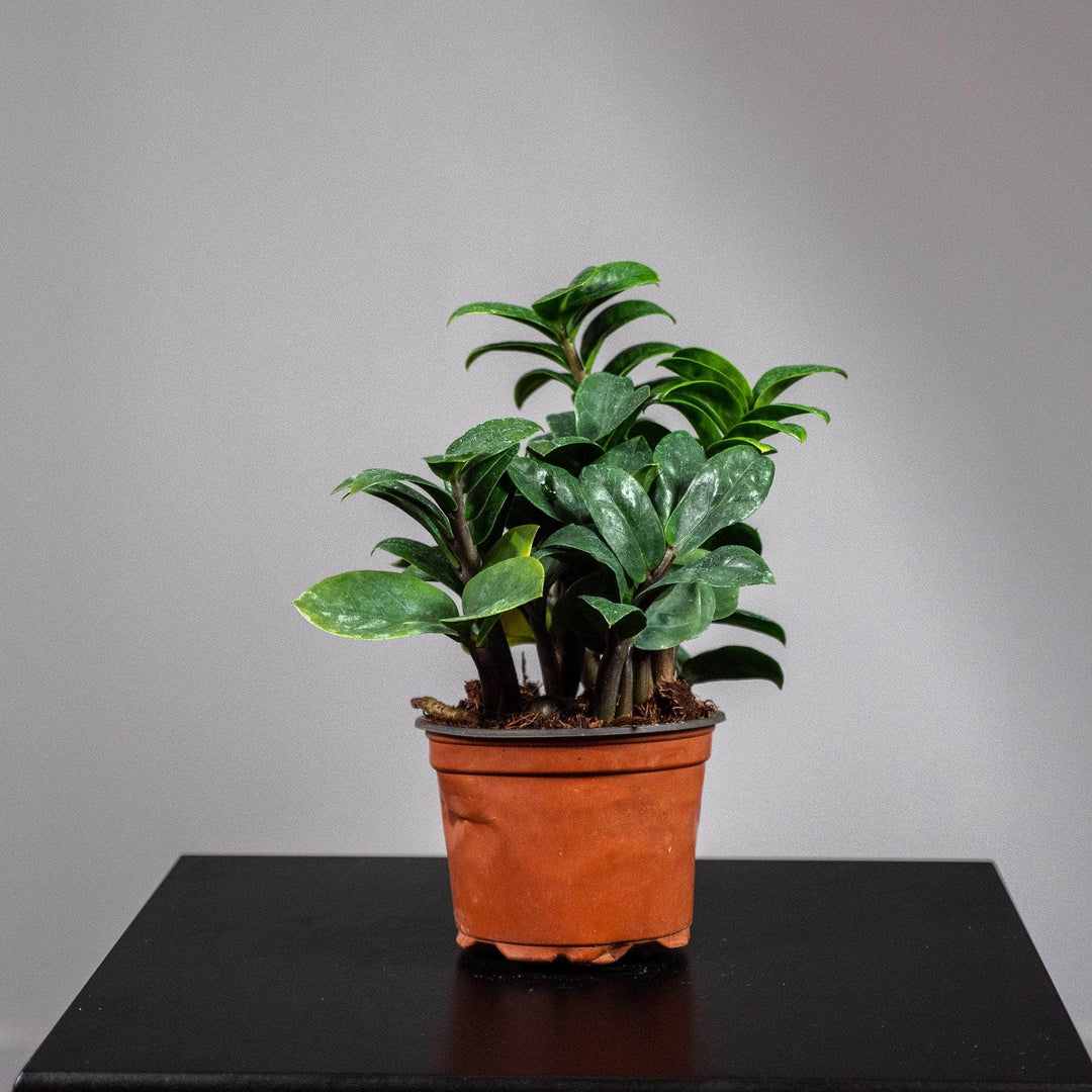 dwarf zenzi zz plant Zamioculcas zamiifolia 'Zenzi'