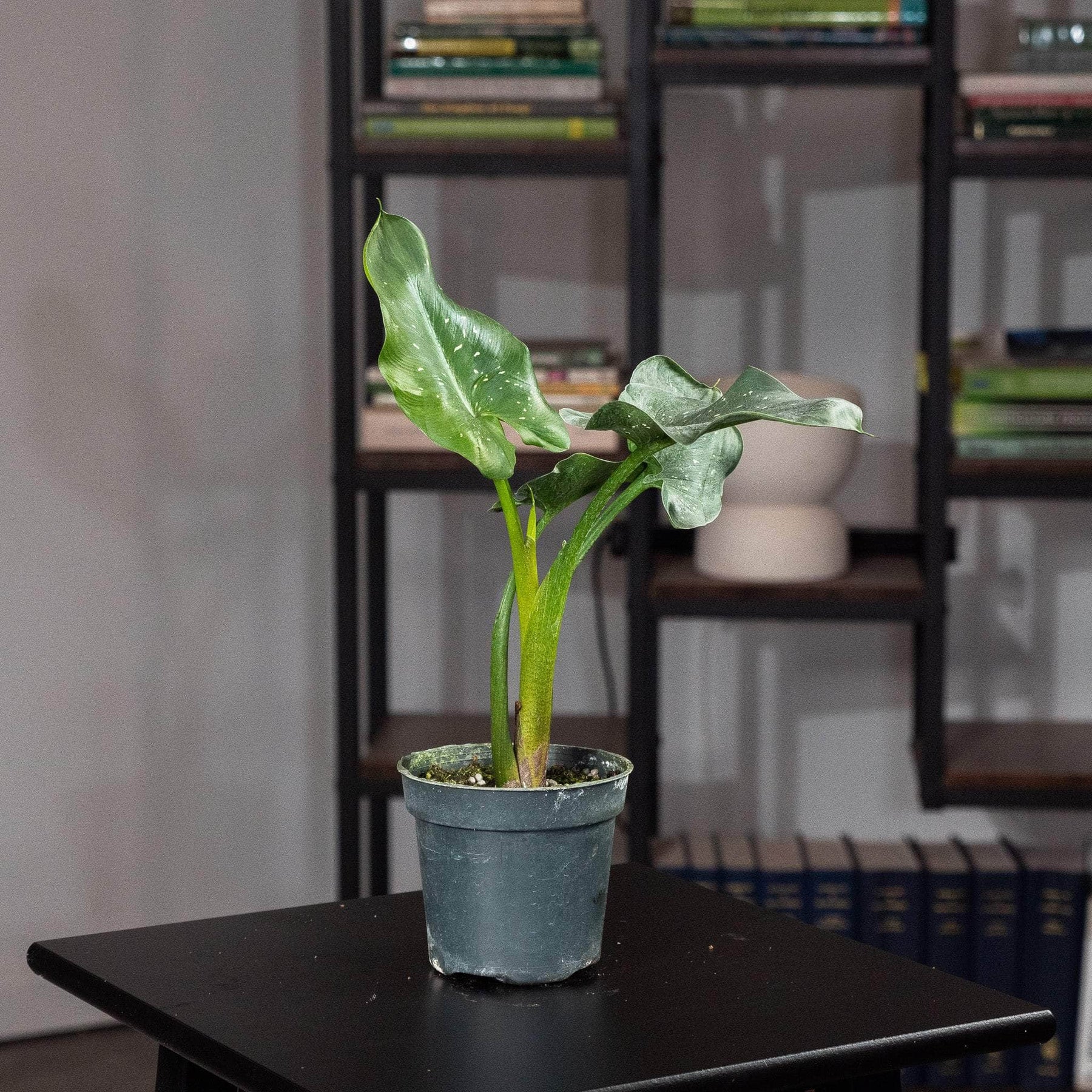 giant white calla lily Zantedeschia aethiopica 'White Giant'