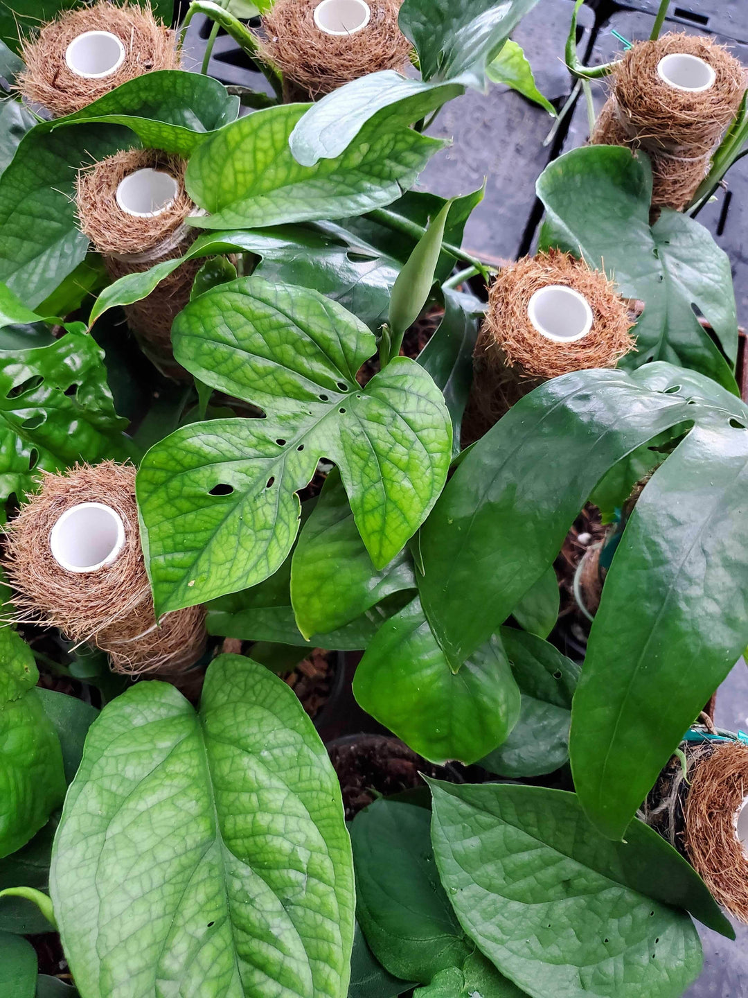 spider man monstera plant Amydrium medium 'Spiderman'